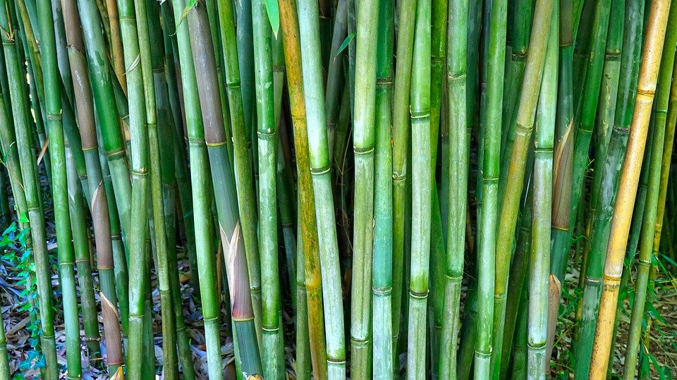 Coltivazioni bambù: la corsa all’oro verde