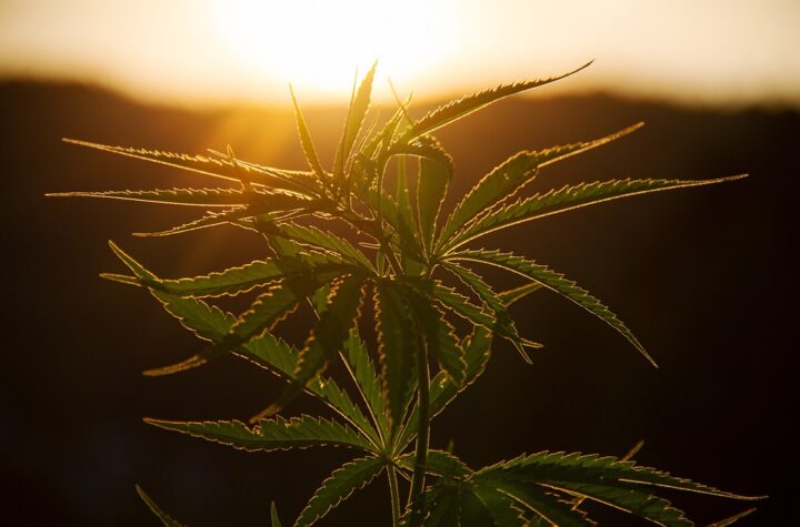 Navigare tra le complesse normative statunitensi sulla Marijuana Legale: Comprendere i rischi e i benefici