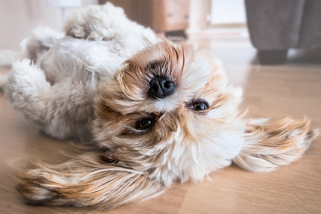 Fisioterapia e terapie efficaci per l'artrosi canina: come migliorare la qualità di vita del tuo amico a quattro zampe
